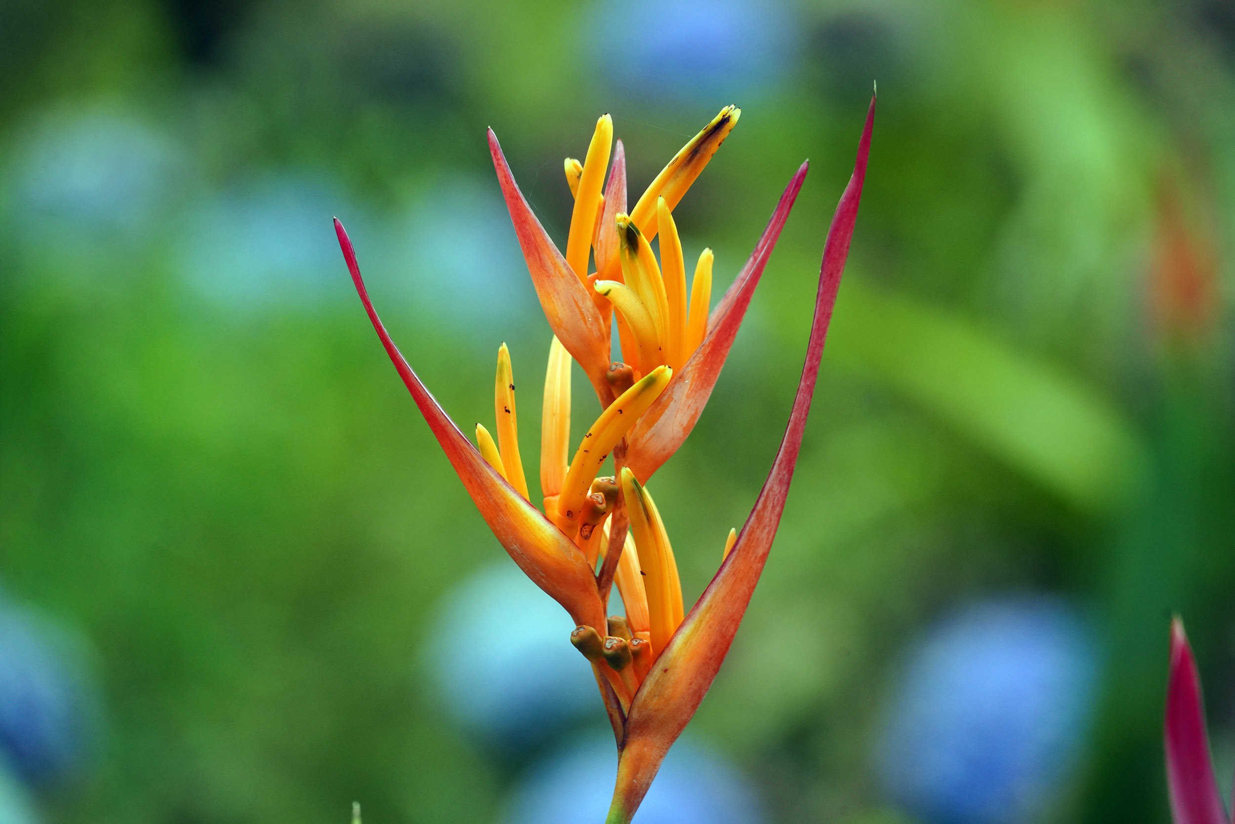 Costa Rica - Février 2025